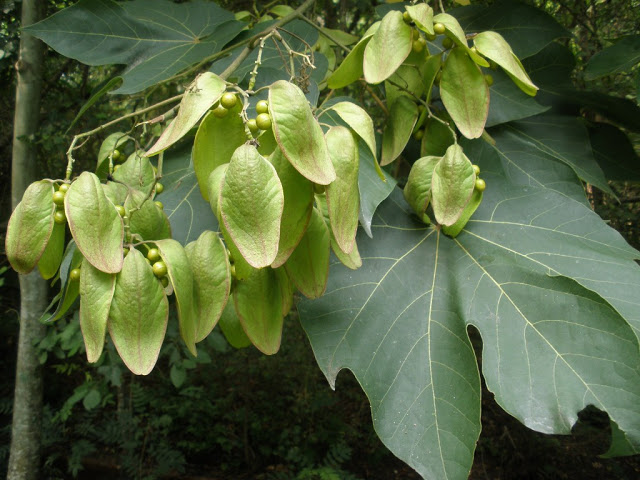 سیدالاشجار